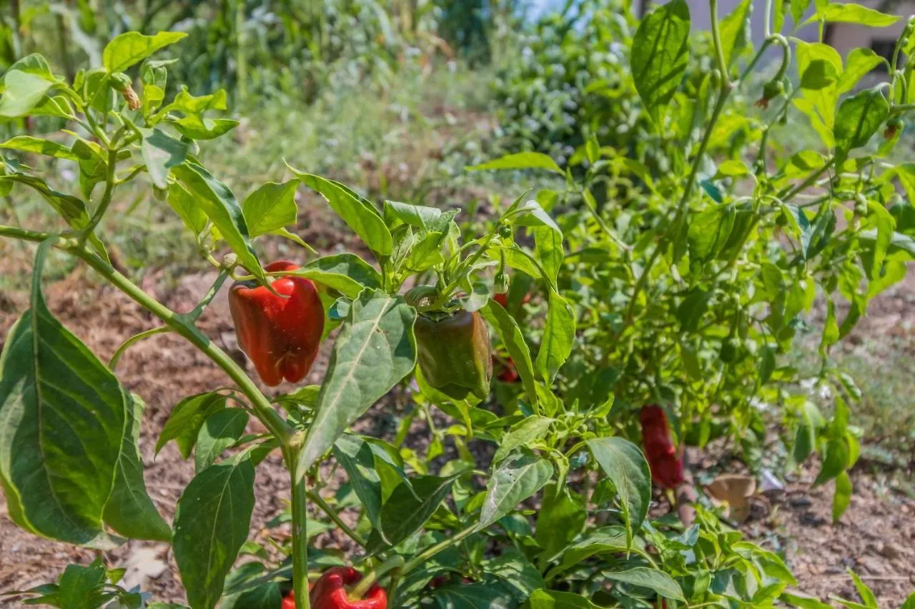 Finca Can Llorenc By Mallorca Villa Selection Cala Romantica  0*, Cala Romantica (Mallorca)